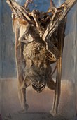 Preserved Panama bat in museum jar
