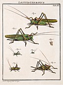 1744 Roesel's Bush Cricket by Roesel