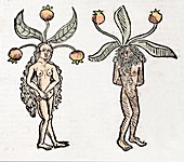 1491 Mandrake couple Hortus Sanitatis