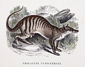 1853 Maout Thylacine cynocephale colour