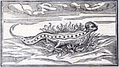 1560 Munster legendary Fire Salamander