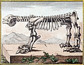 1799 Bru Megatherium skeleton early color