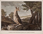 1790 print version Banks Stubbs Kangaroo