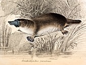 1841 Engraving of Duck billed platypus