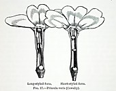 1862 Darwin pin and thrum eyed primula