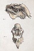 1790 Antique accurate Dugong skull