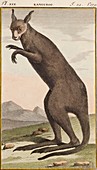 1799 Kangaroo Buffon early illustration