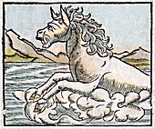 1560 Hippopotamus tusked sea horse