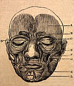 1872 Darwin Facial muscles for expression