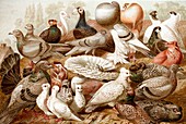 1870 Domestic fancy pigeon breeds Darwin