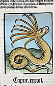 1491 Cerastes lure snake Hortus Sanitatis