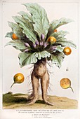 1725 1844 Living mandrake plant