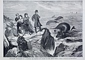 1871 Kilkee Irish Sea Monster Serpent