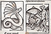 1491 Hortus Sanitatis monsters