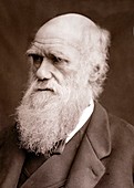 1877 Charles Darwin Portrait photograph