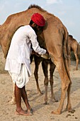 Milking Dromedary Camel MERS host