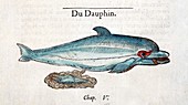 1554 Rondelet Dolphin Foetus Placenta