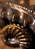 Beautiful Jurassic Pyrites gold Ammonites