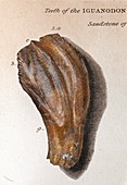 1825 Mantell First Iguanodon tooth colour