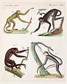 1820 New World Monkeys prehensile tail