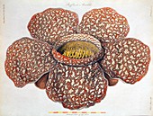1820 First description Rafflesia flower