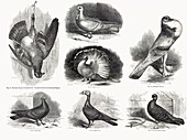 1868 darwin pigeon breeds illustration