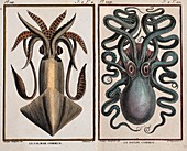 1801 Montfort squid octopus engraving