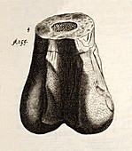 1677 First ever dinosaur bone Robert Plot