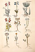 1767 Plate of plants from James Petiver