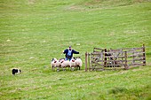 World sheep dog trials,UK