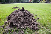 A mole hill on a croquet lawn