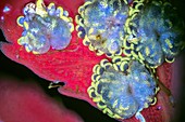Tree fern spores,light micrograph