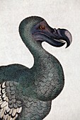 1809 Head of a Dodo in George Shaw
