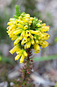 Dwarf heather (Erica nana) in flower