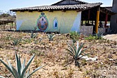 Mezcal distillery,Mexico