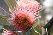 Eucalyptus macrocarpa pyriformis flower