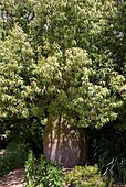 Bottle tree (Brachychiton rupestris)