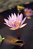 Waterlily (Nymphaea capensis) flower