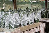 Cacti farm for cochineal insects,Mexico