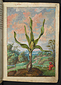 Colchicum sp.,16th century illustration