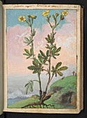 Medicinal plant,illustration