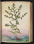 Lithospermum sp.,illustration