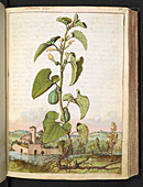 Pipevine (Aristolochia longa)