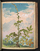 Agrimony (Agrimonia eupatoria)