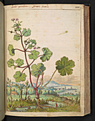 Medicinal plant,16th century illustration