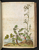 Saxifrage sp.,16th century illustration