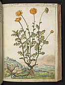 Chrysanthemum sp.,illustration