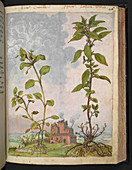 Medicinal plants,illustration