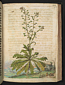 Capsella bursa-pastoris,illustration