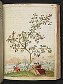 Fumewort (Fumaria sp.),illustration